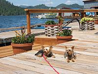 Bosun and Buddy (1)