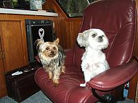 Buddy and Scarlett