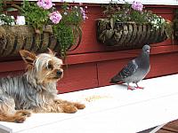 Buddy with Elvis 1