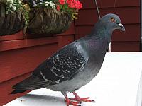 Elvis the Sullivan Bay bird