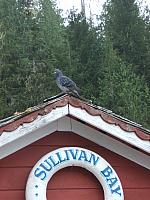 Elvis the Sullivan Bay pigeon