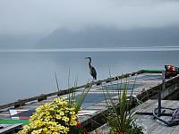 George the Blue Heron